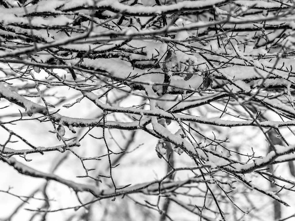 Frischer Schnee auf dem Schauinsland