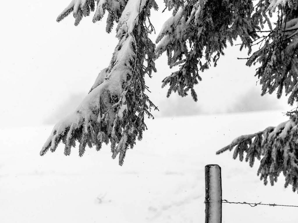 Frischer Schnee auf dem Schauinsland