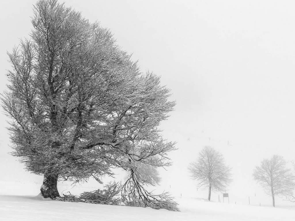 Frischer Schnee auf dem Schauinsland