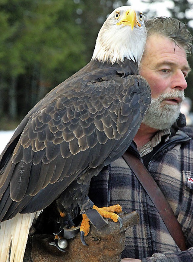 Beeindruckend und Liebling der Menge,  der junge Weikopfseeadler  | Foto: Eva Korinth, akh