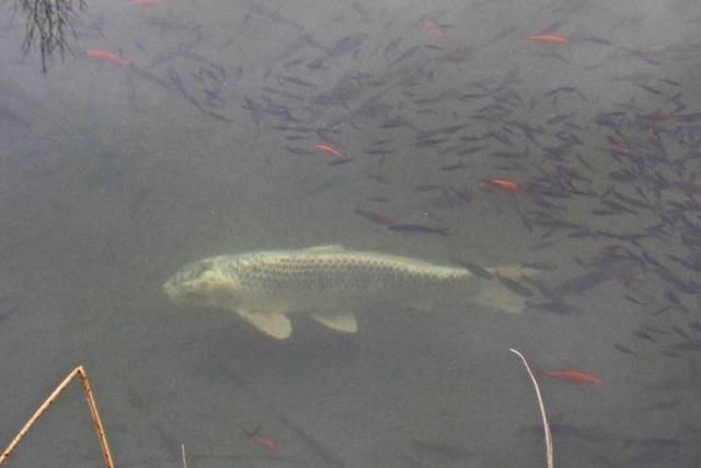 Ausgesetzte Goldfische gefhrden Bewohner des Kiesgruben-Biotops