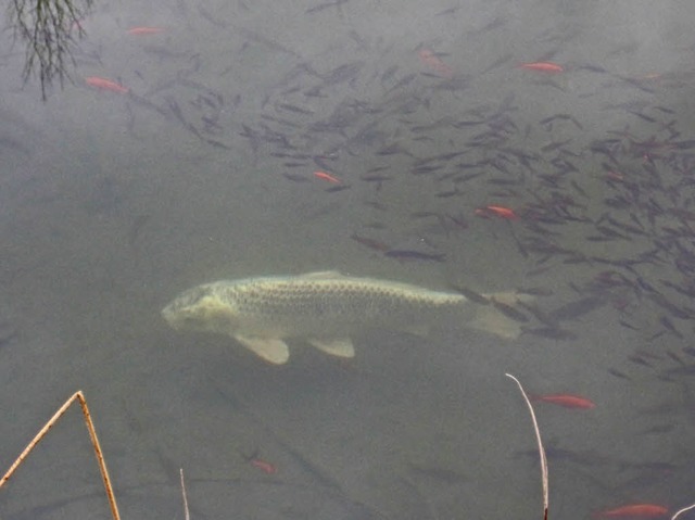 Goldfische und ein groer silberner Fi...igentlich gehren sie hier nicht hin.   | Foto: Heinz Vollmar