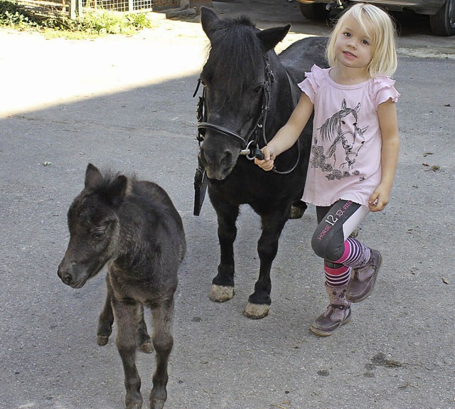 Lauter Kleine: Fohlen Teddy mit Mutter und Reiterin.   | Foto: sph