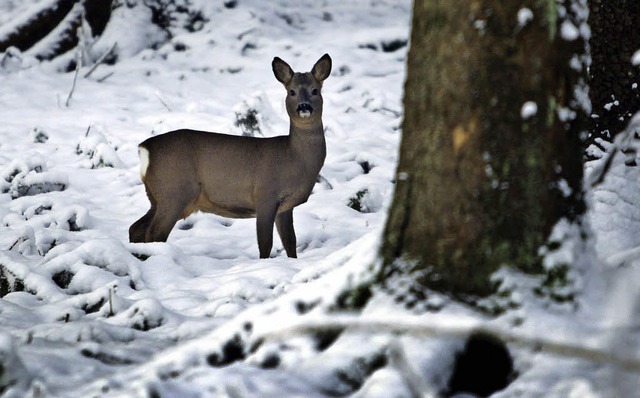 Auch wenn&#8217;s die Menschen im Frei...Jahreszeit angepasst, sagen die Jger.  | Foto: dpa