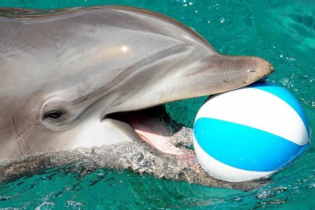 Mythos ade: Delfine sind gar nicht so intelligent