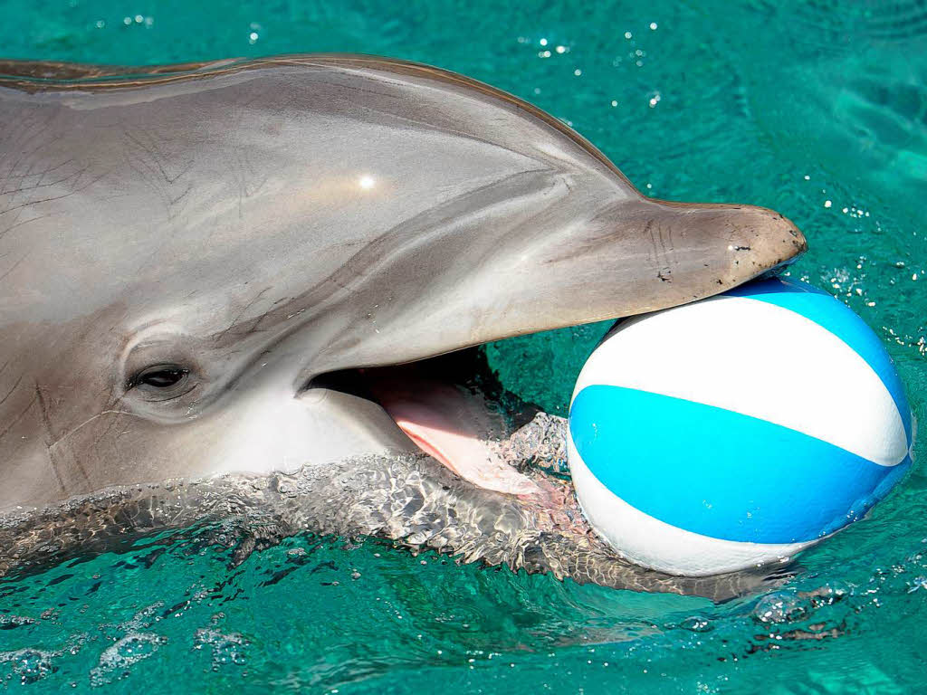 Delfine Spiele Kostenlos