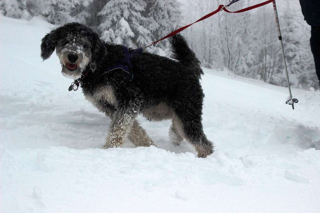Hund  „Neva“  fhlt sich im Schnee pudelwohl.