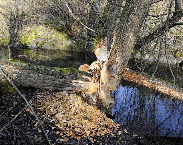 An mehreren Weiden am Ehrenbach nahe d...hre mchtigen Nagespuren hinterlassen.  | Foto: Dietmar Noeske