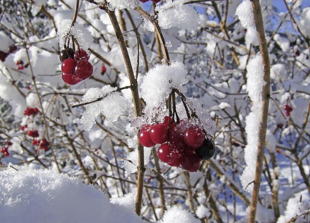 Endlich Schnee. Leserfoto von Elke Deck  | Foto: Elke Deck