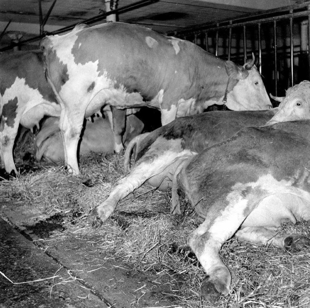 Eine kranke Kuh wurde beurteilt. ber ...en an den Folgen der Fluor-Emissionen.  | Foto: privat