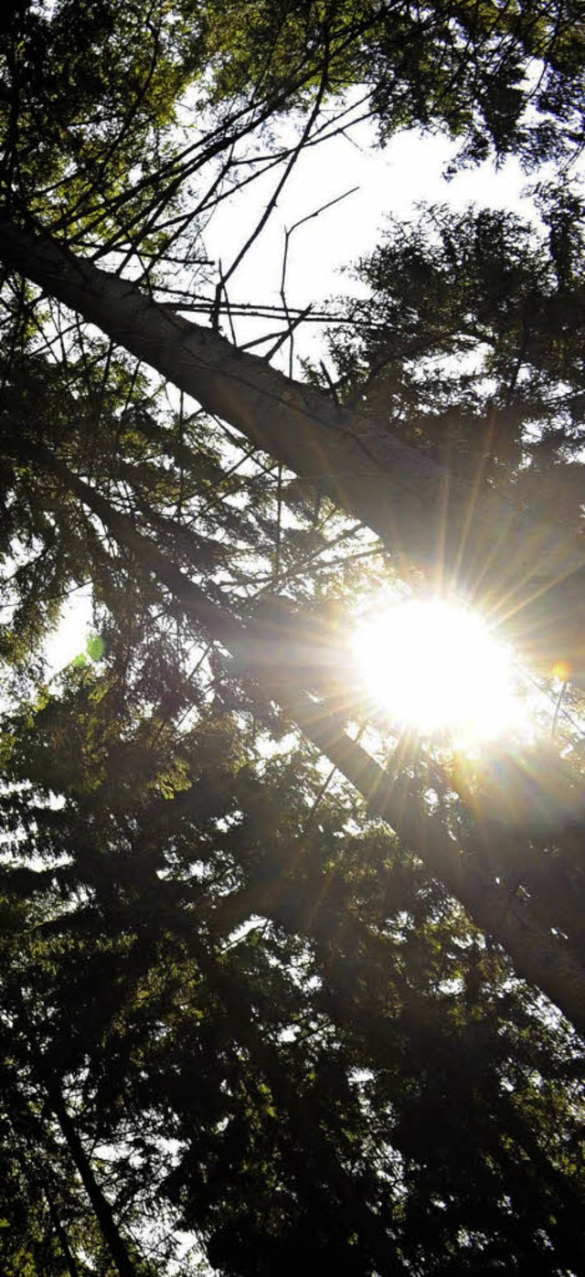 Eine wichtige Funktion hat der Wald in und fr Laufenburg.  | Foto: DDP