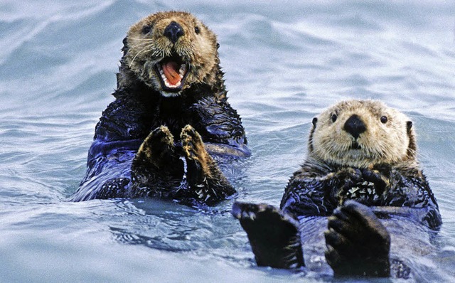 Seeotter halten in Alaska die Seeigel-Populationen in Schach.   | Foto: Imago