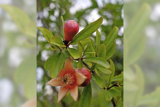 Sonderausstellung „Paradiesische Pflanzen“ im Lrracher Dreilndermuseum