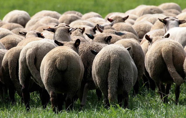 Schafe gibt es noch &#8211; aber kaum einer will noch Schfer werden.  | Foto: dpa