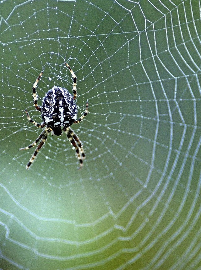 Was haben Oktopus und Spinne mit der S... ihre Brger gut versorgen zu knnen.   | Foto: Fotos: dpa