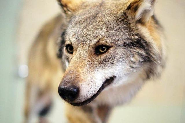 Lehrerin glaubt, in Freiburg-Herdern einen Wolf gesehen zu haben
