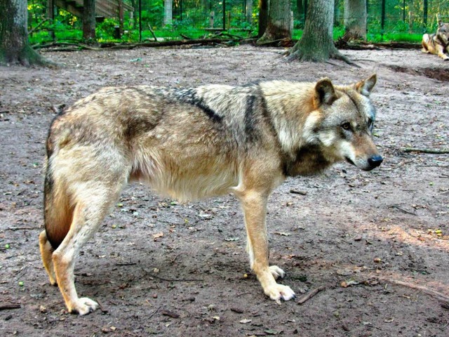 Original und Flschung: Ein echter Wolf im Gehege...  | Foto: Forstliche Versuchsanstalt