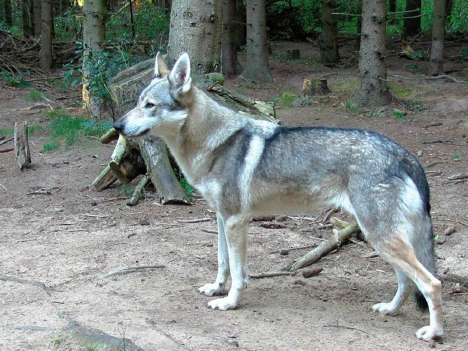Lehrerin glaubt, in FreiburgHerdern einen Wolf gesehen zu haben