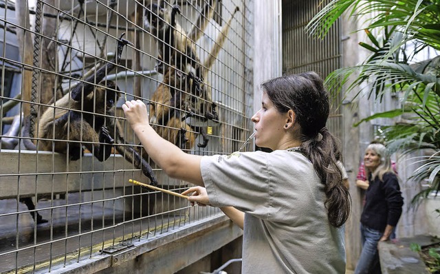 Eine Tierpflegerin im Zolli bt mit Klammeraffen.   | Foto: Zoo Basel