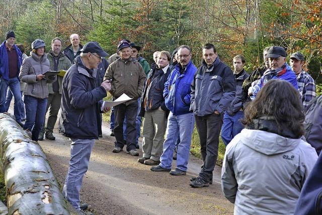 Reges Steigern im Wald