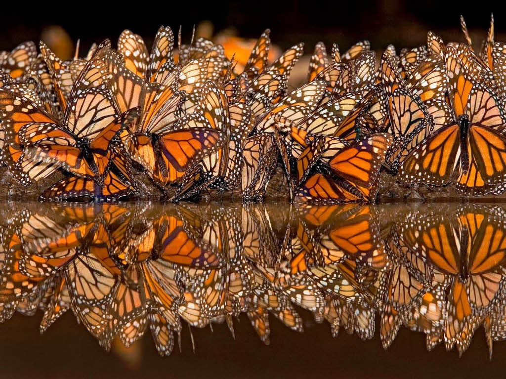 Monarch Schmetterlinge in Mexiko