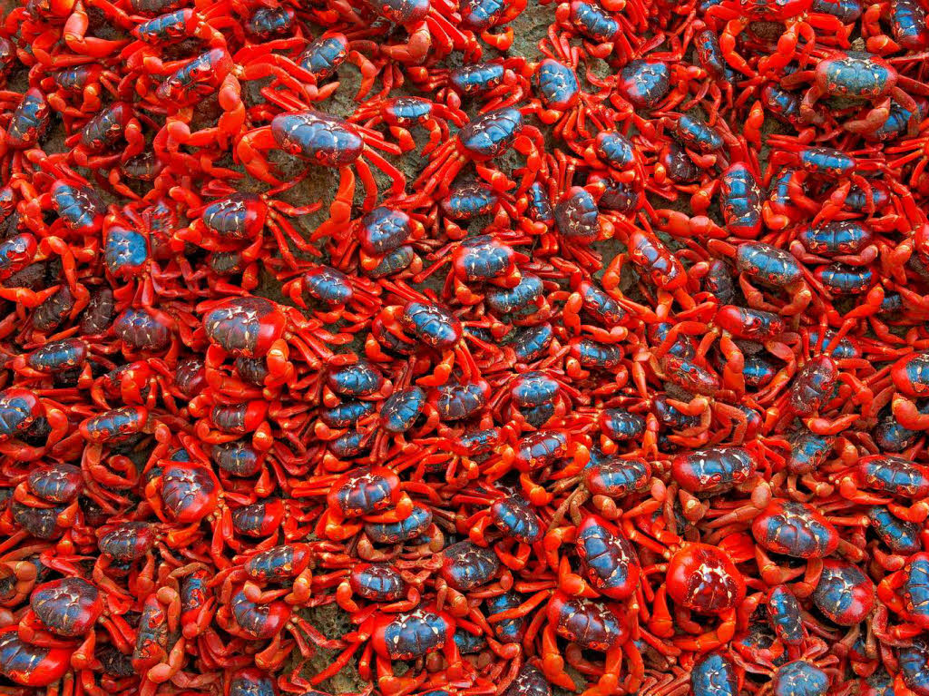 Rote Krabben im Indischen Ozean