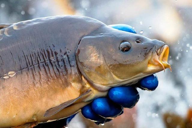 Angler missbrauchen Karpfen als Fotomotiv