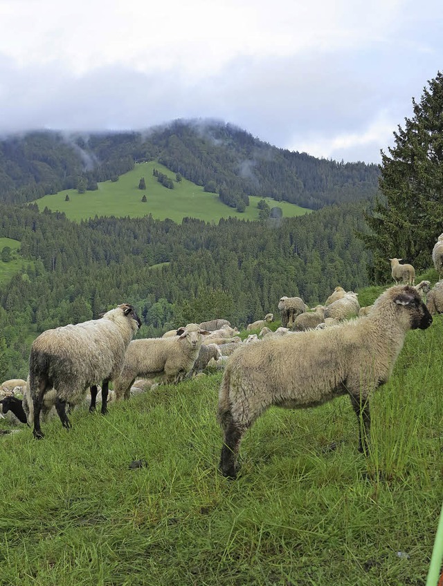 Schafe, wie hier bei Bernau, werden au...isherige Bewirtschaftung ermglichen.   | Foto: Ute Maier