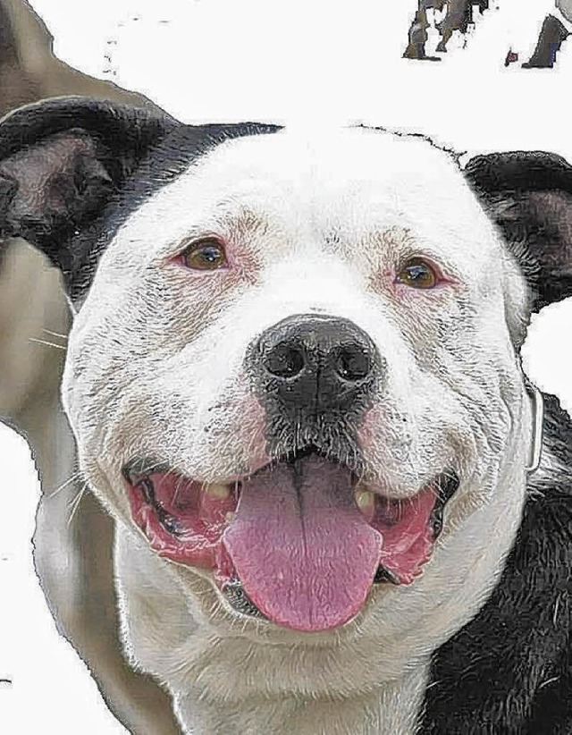 Ein Pitbull, hnlich  wie dieser, hat eine 24-Jhrige gebissen.  | Foto: dpa