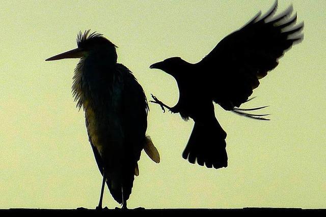 Fotos: Krhe greift Reiher an - BZ-Leserin greift zur Kamera