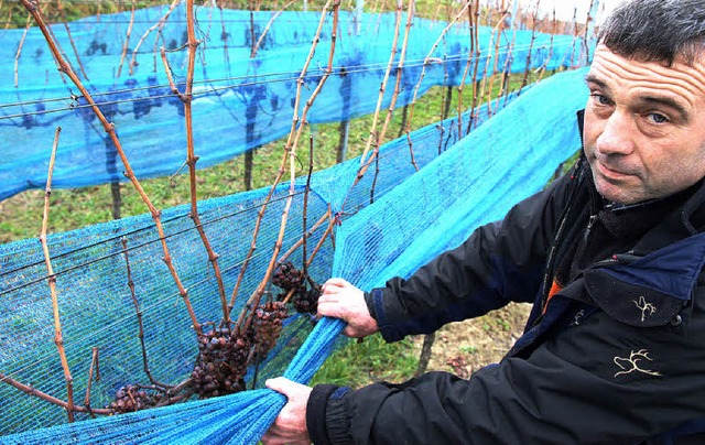 Die letzten Trauben fr den Weinjahrga...infach nicht kalt genug  werden will.   | Foto: horst david