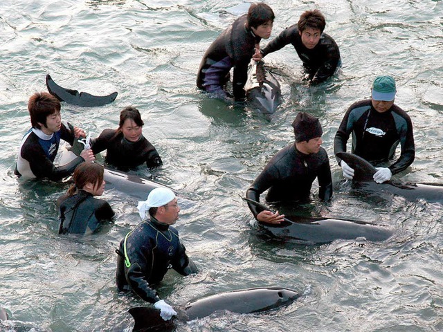 Eines der seltenen Fotos aus Taiji: 20...intrainer Tiere fr die Aquarien aus.   | Foto: dpa