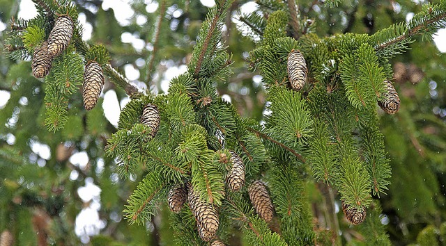 Fichten sind im Saiger Wald am hufigsten anzutreffen.  | Foto: dpa