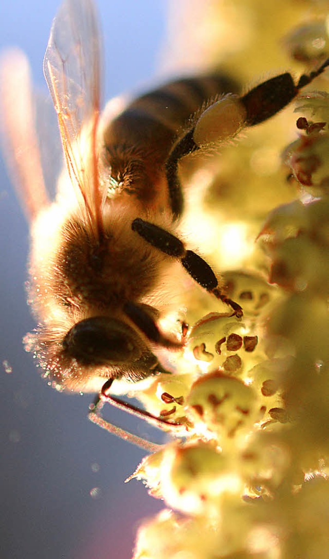 Die Zahl der Bienenvlker sinkt auch i...reine die Suche nach  Imkernachwuchs.   | Foto: dpa