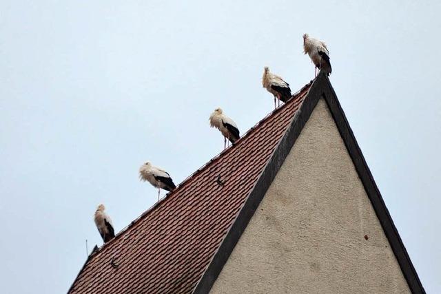 Strche erobern Kirchendach in Rheinfelden