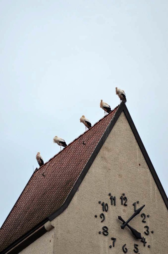 In Reih- und Glied nehmen Strche zurz...uf dem Dach der Christuskirche Platz.   | Foto: Peter Gerigk