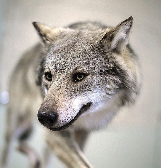Zurck in Rom: der Wolf   | Foto: dpa