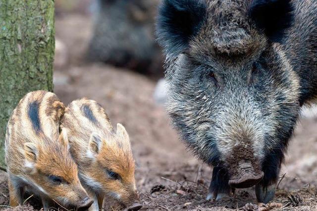 Radioaktiv belastete Wildschweine sind zumeist unbedenklich