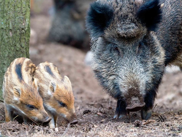 Wildschweine suchen mit Vorliebe nach ...al ob sie radioaktiv sind oder nicht.   | Foto: dpa/Sina Gesell