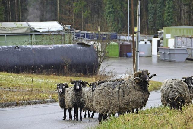 Den Lachengraben mhen Schafe