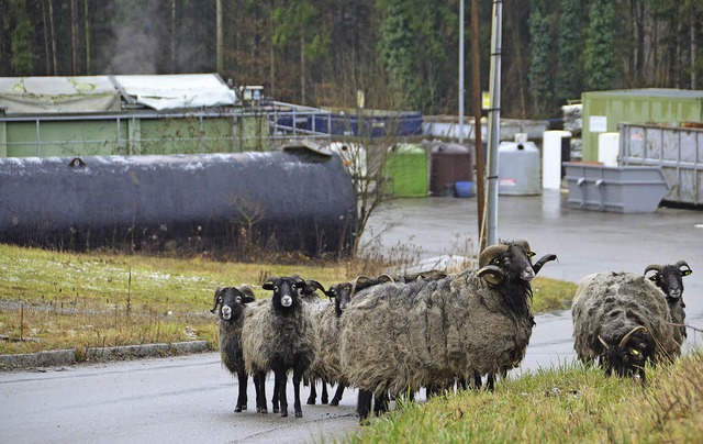 Heidschnucken zwischen Altglascontaine...Schafe weiden auf dem Deponiegelnde.   | Foto: Barbara Schmidt