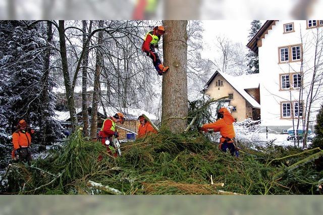 Laubbume nicht lnger verstecken