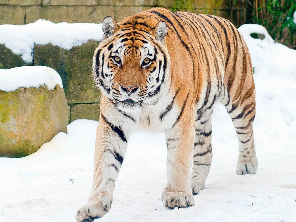 Eiskalter Blick: sibirischer Tiger im Zoo von Hannover