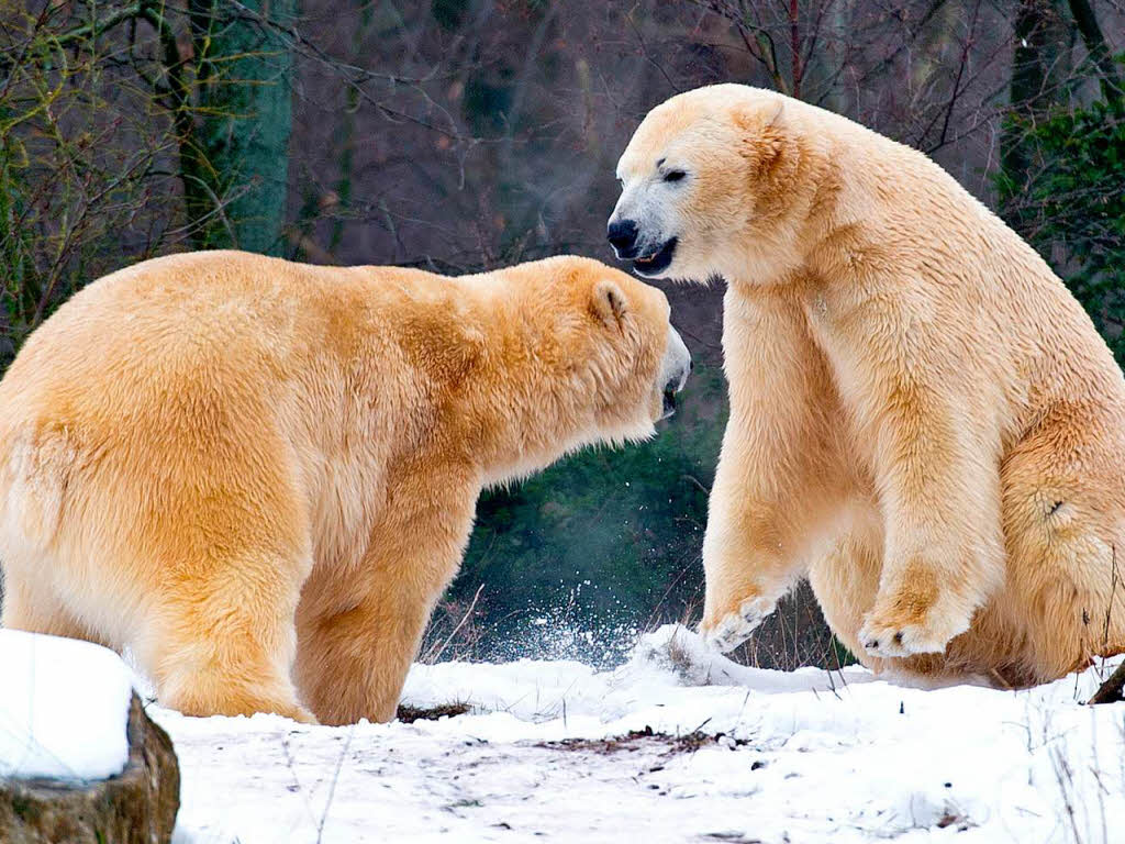 Kampflustig: Zwei Eisbren  im Zoo von Hannover