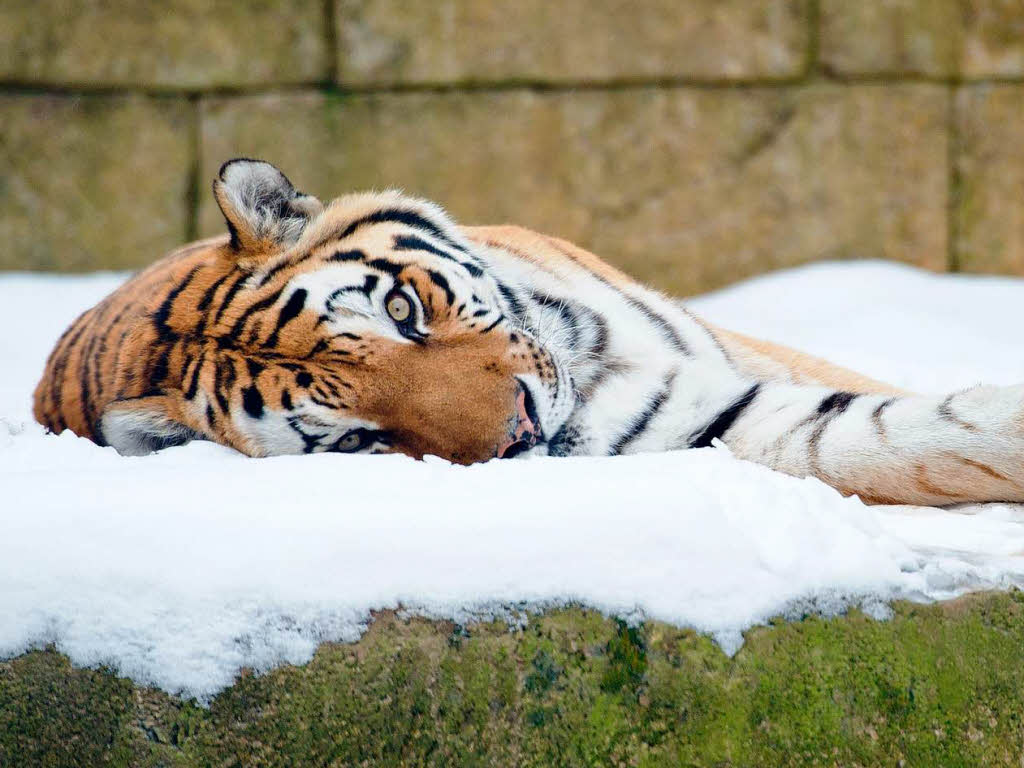 Ein sibirischer Tiger im Zoo von Hannover