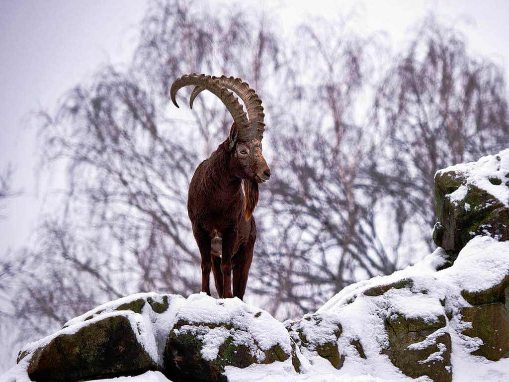 Sibirischer Steinbock im verschneiten Berliner Zoo