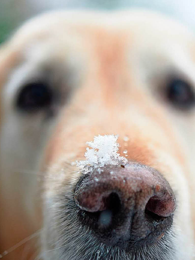 Schneeflocke auf Hundenase