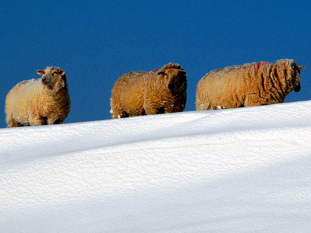 Schafe im Tiefschnee