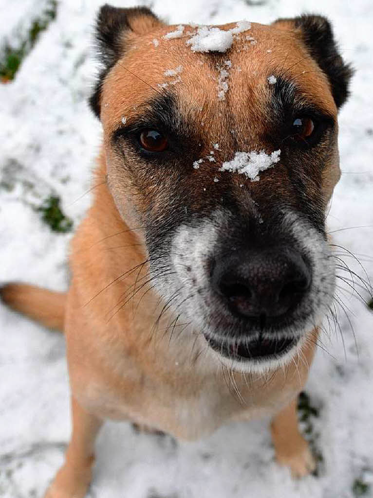Mit Schnee geschmckt: Hund in Bremen