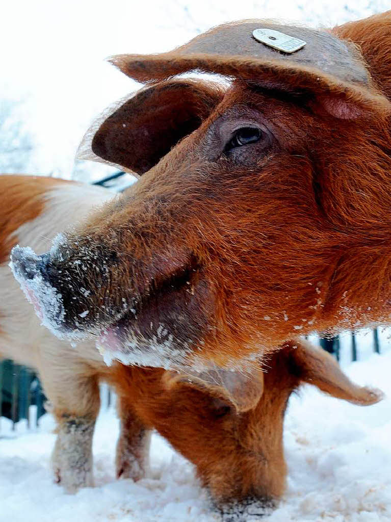 Eiskalte Rssel: Schweine im Berliner Zoo